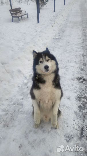 Кобель хаски для вязки