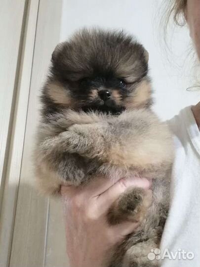 Шпиц мини тип мишка