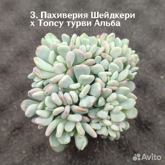 Суккуленты/ Эхеверия трампет пинки/ Садики