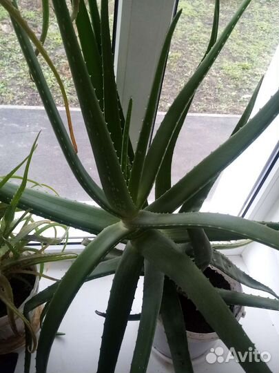 Алоэ столетник