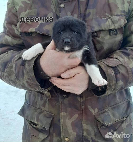 Собака алабай