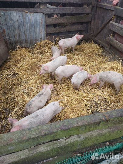 Продаются поросята. Стефанидар