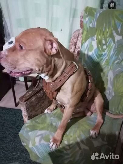 Продам шлею с грузами