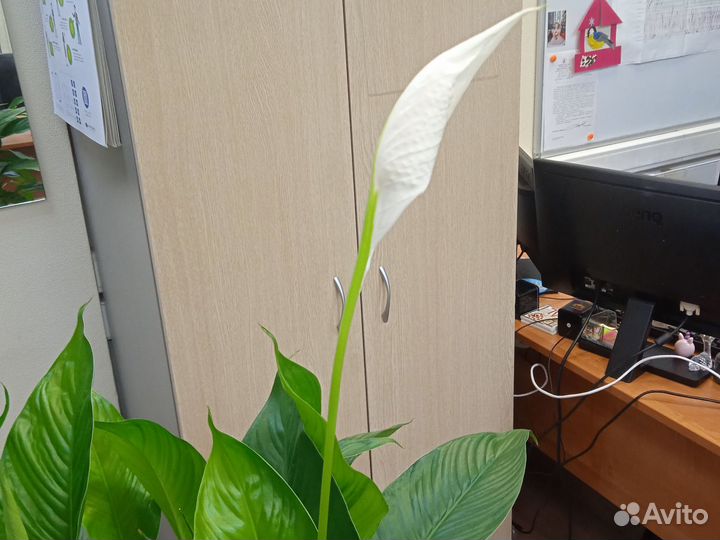 Спатифиллум