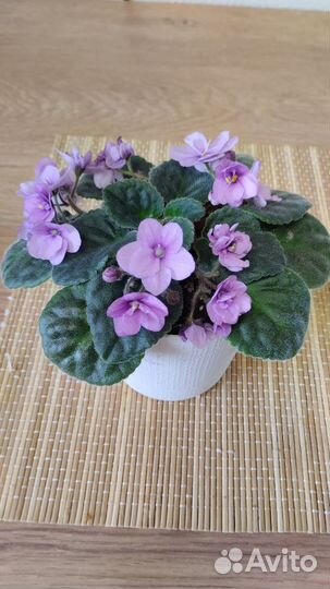 Фиалки в горшках