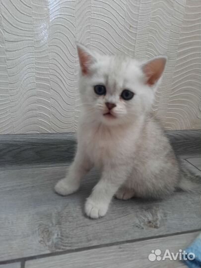 Шотландская