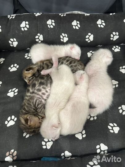 Бенгальские котята