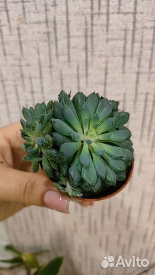 Эхеверии суккуленты