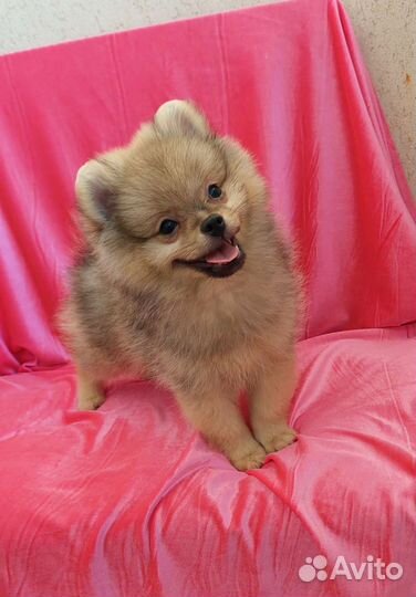 Шпиц супер девочка