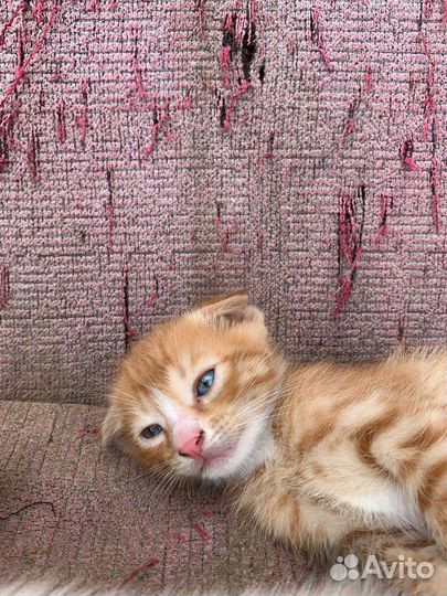 Вислоухие котята