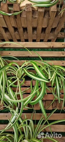 Комнатные цветы