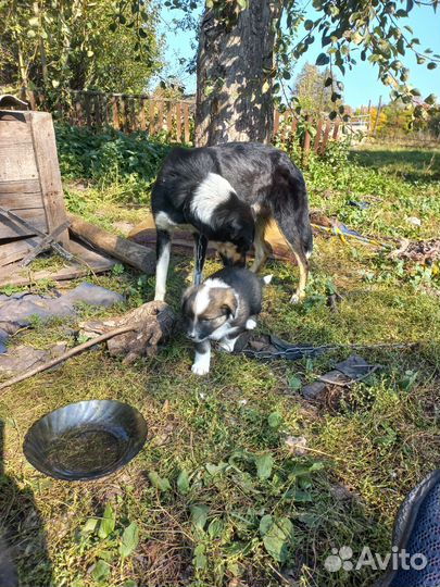 Собака в добрые руки щенок