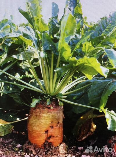 Кормовая свёкла Бригадир семена