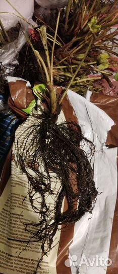 Кусты Виктории с отличной корневой системой