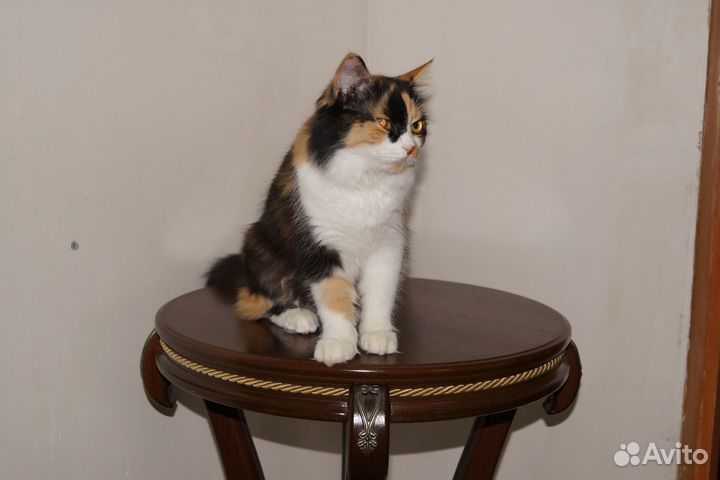 Кошечка для вязки