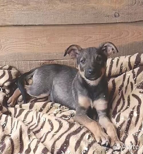 Щенок 2, 5 месяца