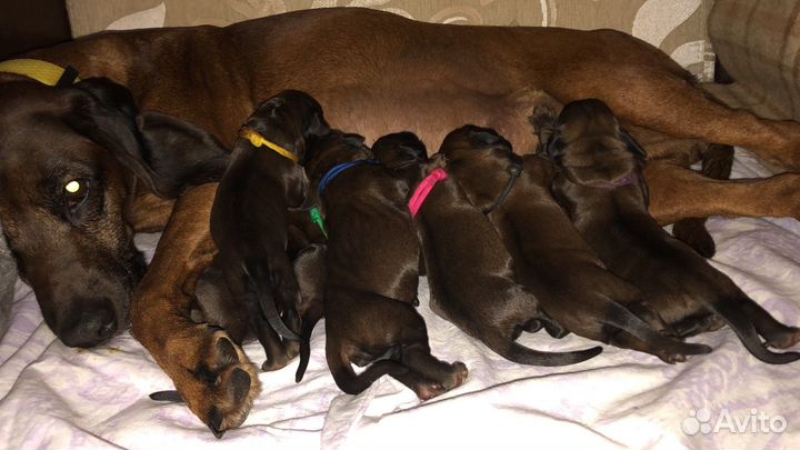 Баварская горная гончая