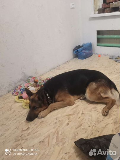 Немецкая овчарка вязка кабель