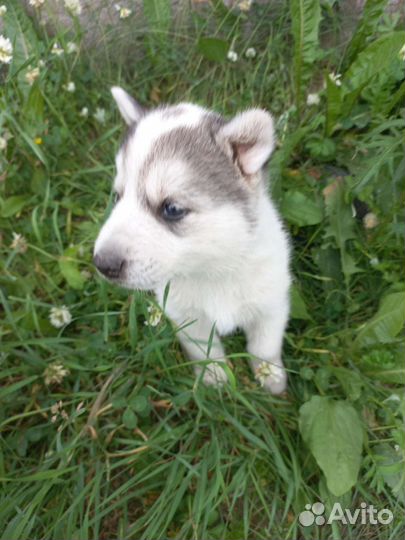 Щенки хаски