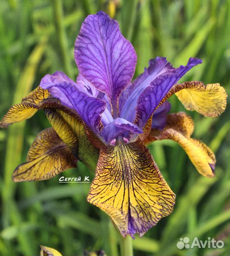 Ирис сибирский So van Gogh и другие красивые сорта