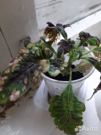 Кооеус декоративно лиственное растение