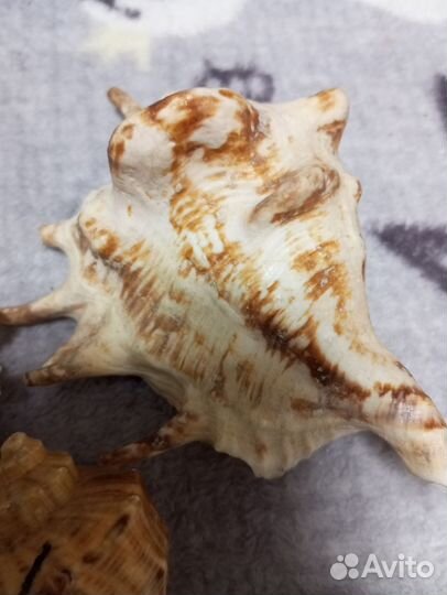 Ракушки морские, 12 см