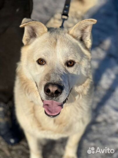 Собака в добрые руки