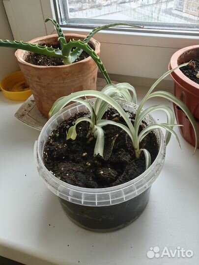 Хлорофитум