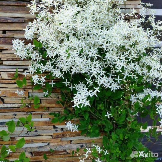 Клематис, Мята 2 сорта, мелиса