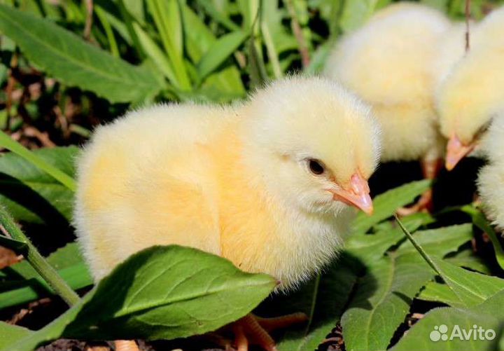 Цыплята бройлеры кобб 500