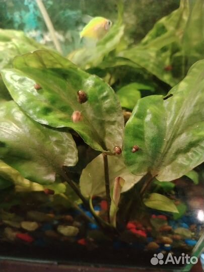 Аквариумные растения