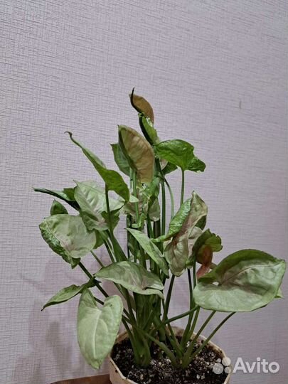 Сингониумы