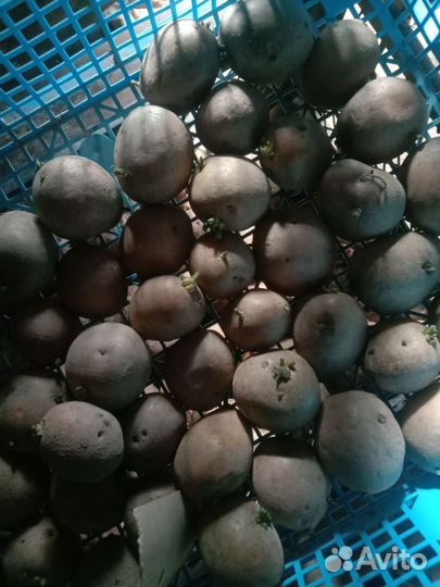 Картофель семенной