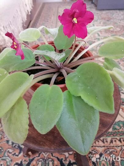 Комнатные цветы,декабрист,фиалка