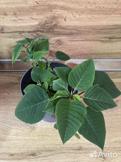 Пуансеттия