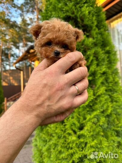 Мальтипу микро тикап тедди пудель ай ай аййййййй