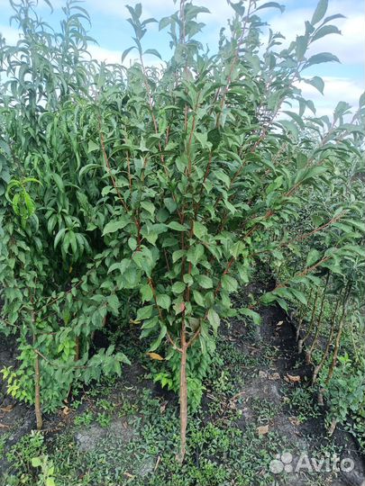 Саженцы шарафуги