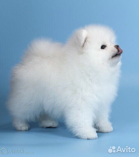 Щенки шпица