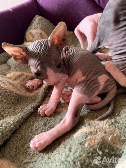 Донской сфинкс