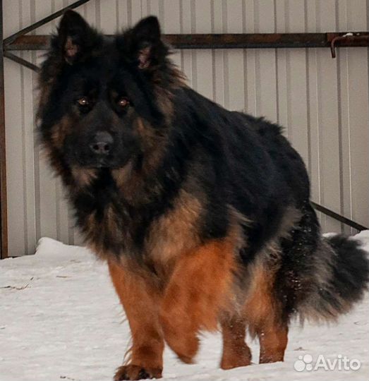 Щенки Немцы 5 месяцев