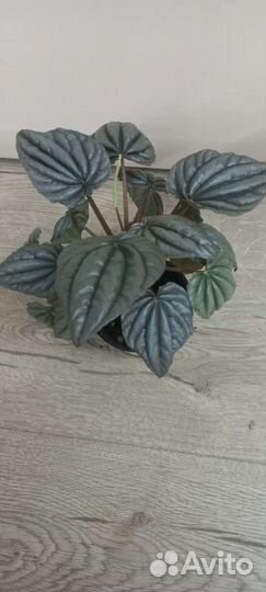 Пеперомия серебристая