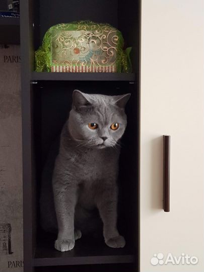 Отдам в добрые руки британского кота