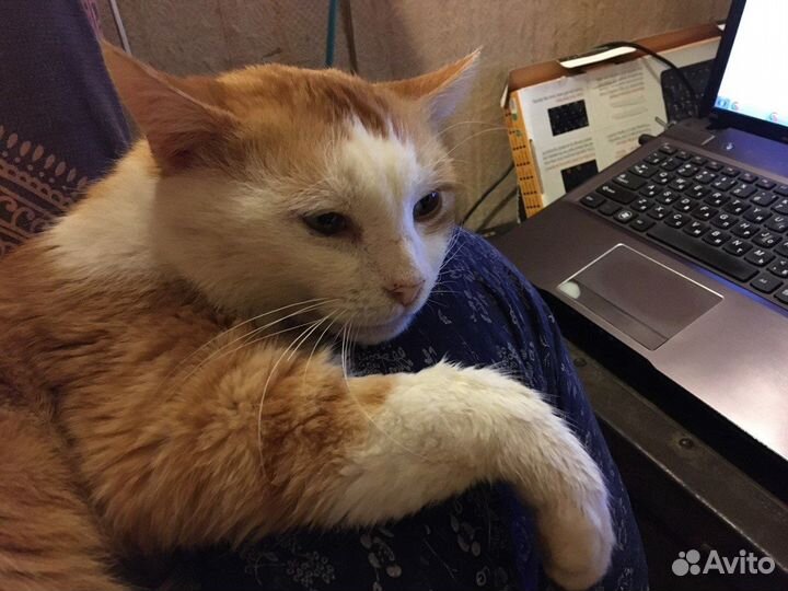 Очень общительный кот Котик в добрые руки