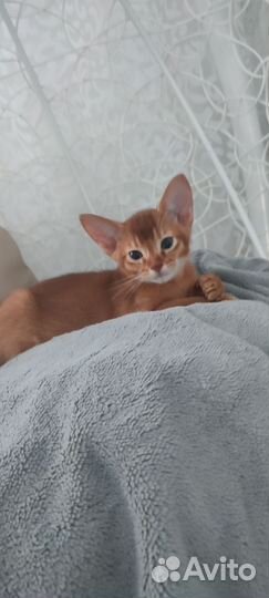 Абиссинская