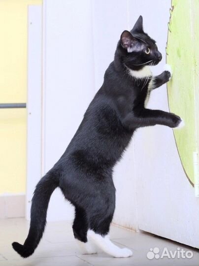 Котики