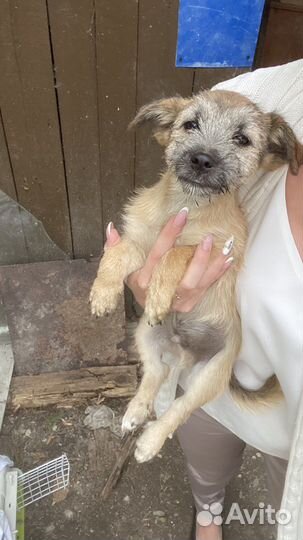 Щенок мальчик