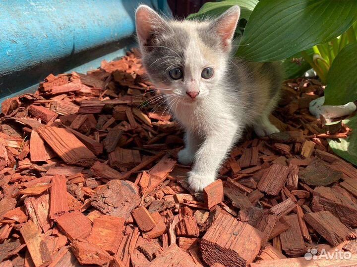 Котëнок