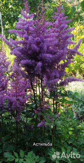 Камнеломка вариегатная,астильба