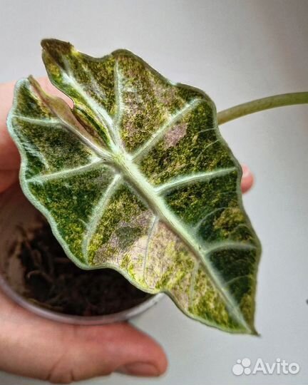 Клубни вариегатных алоказий