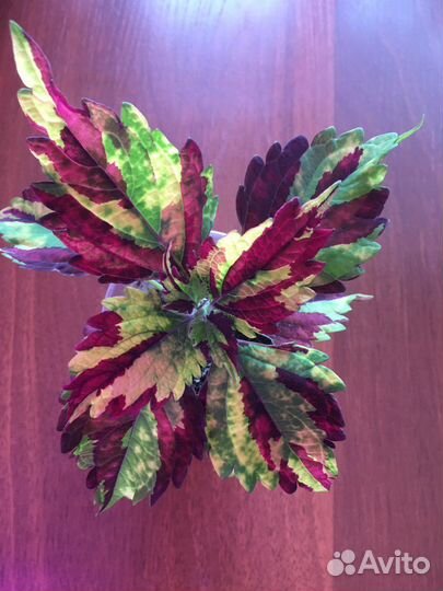 Пеларгонии сортовые.И другие комнатные растения